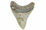 Fossil Megalodon Tooth - North Carolina #360795-1
